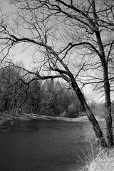 Spring nature on the river. Black and white.