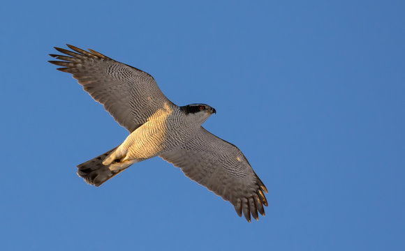 Adult northern goshawk in speedy flight in blue sky with full body and wings
