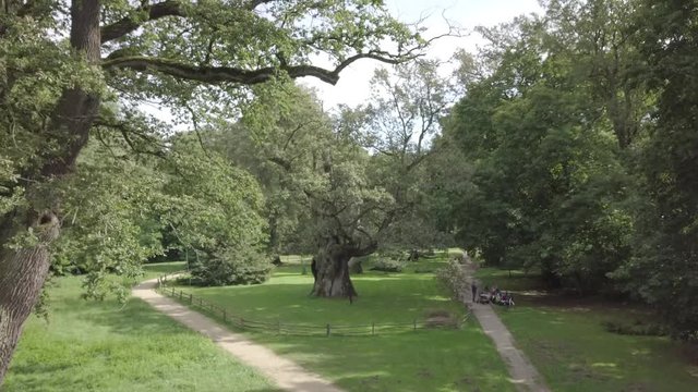 Rus Oak Tree Rogalin Poland