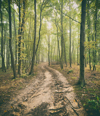 Dirt Road through Forest of Beech Trees with Fog in Autumn