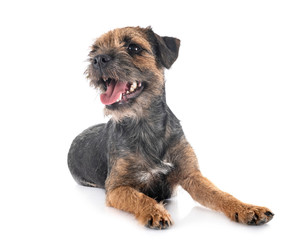 young border terrier