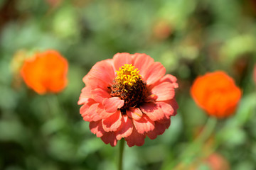 Beautiful zinnia flower blooms in a summer garden close-up