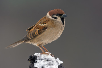 Eurasian Tree Sparrow stands out on the very top of small snow covered branch in dull winter day