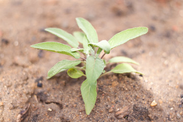 Sage Herb in Vegetable Garden