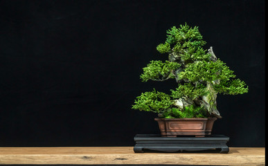 Japanese bonsai tree has a beautiful green color placed on a white wooden table. Waiting to send to...
