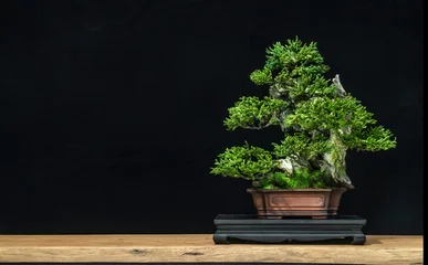 Schilderijen op glas Japanse bonsaiboom heeft een prachtige groene kleur op een witte houten tafel. Wachten om naar klanten te sturen als een geschenk op het festival om het restaurant te versieren © katobonsai