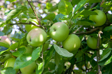 Shiny delicious green apples on a branch ready to be harvested in an apple orchard..