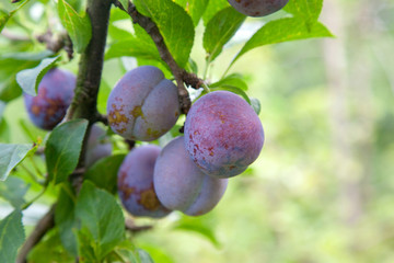 Plum tree branch with ripe juicy fruits on sunset light..