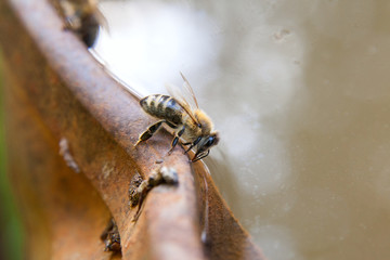 Close up of bee drink water on the brown vintage backgrond.