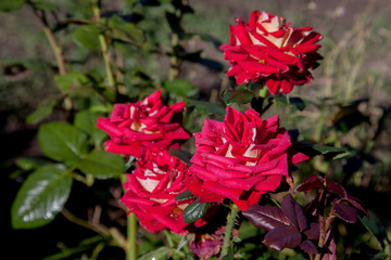Beautiful rose bush growing in the garden.