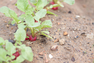 Radish vegetables in Garden