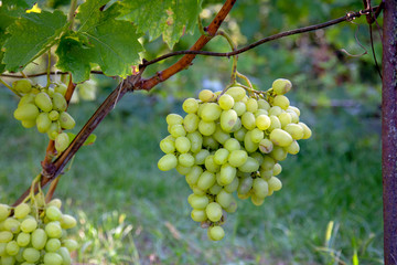 Bunch of green grapes in the garden.