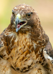 red-tailed hawk or Buteo jamaicensis close-up portrait