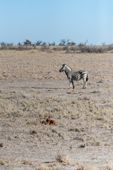 A Burchell's Plains zebra -Equus quagga burchelli- standing on the plains of Etosha National Park, Namibia.