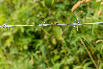 Close-up of a rusted barbed wire fence; selective focus, green background