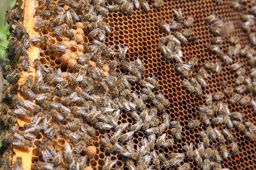 Working bees in a hive on honeycomb. Bees inside hive with sealed and open cells for their young..