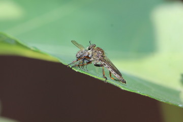 in my garden asilidae eating fly
