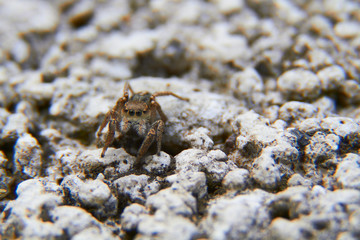 spider closeup