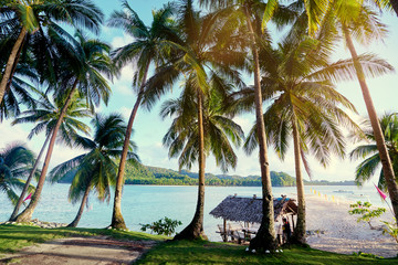 Tropical landscape. Sunny day. Beautiful green coconut palm trees plantation near sea beach.