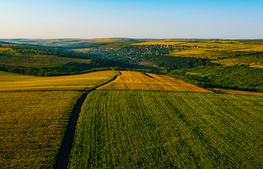 landscape: green and yellow corn fields aerial view