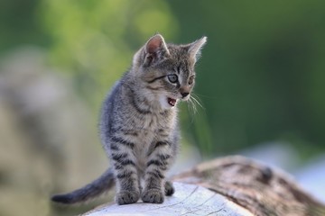 cute little tabby kitten. felis silvestris catus. kitten stands on trunk