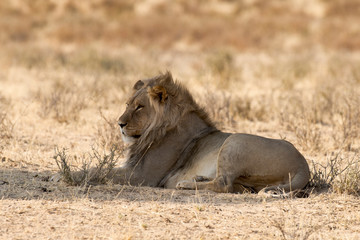 Lion, Panthera leo, Parc national du Kalahari, Afrique du Sud