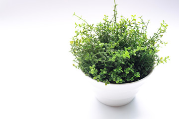 Green plant in white pot on white background with copy space.