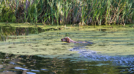 hunting dog swims on the lake in search of ducks
