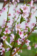 Obraz premium Pink flowers of the peach blossoms in garden at spring day..