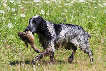 the hunting dog spaniel carries the duck in its teeth