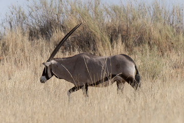 oryx gazelle, gemsbok, Oryx gazella, Parc national Kalahari, Afrique du Sud