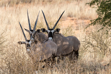 oryx gazelle, gemsbok, Oryx gazella, Parc national Kalahari, Afrique du Sud