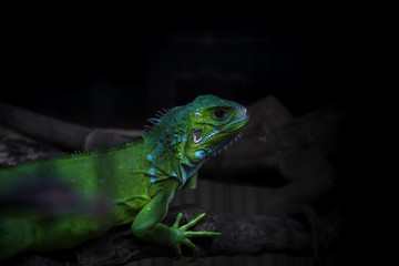green iguana on a branch