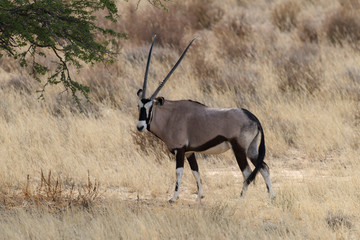 oryx gazelle, gemsbok, Oryx gazella, Parc national Kalahari, Afrique du Sud
