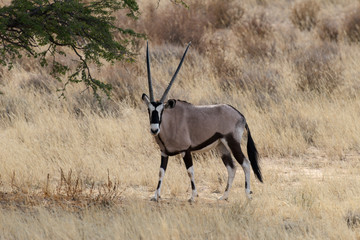 oryx gazelle, gemsbok, Oryx gazella, Parc national Kalahari, Afrique du Sud