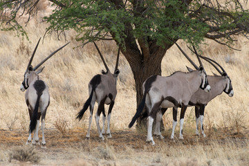 oryx gazelle, gemsbok, Oryx gazella, Parc national Kalahari, Afrique du Sud