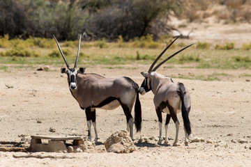 oryx gazelle, gemsbok, Oryx gazella, Parc national Kalahari, Afrique du Sud