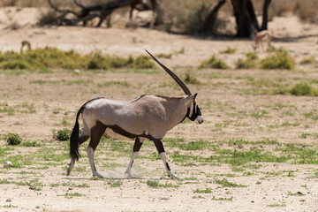 oryx gazelle, gemsbok, Oryx gazella, Parc national Kalahari, Afrique du Sud