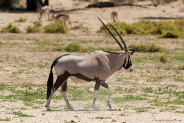 oryx gazelle, gemsbok, Oryx gazella, Parc national Kalahari, Afrique du Sud