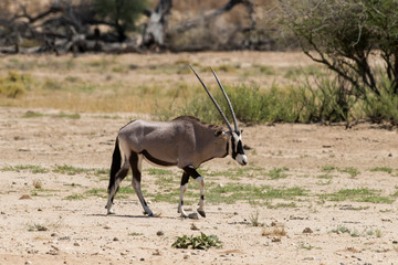 oryx gazelle, gemsbok, Oryx gazella, Parc national Kalahari, Afrique du Sud