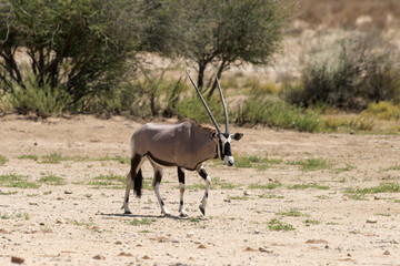 Naklejka na ściany i meble oryx gazelle, gemsbok, Oryx gazella, Parc national Kalahari, Afrique du Sud