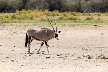 oryx gazelle, gemsbok, Oryx gazella, Parc national Kalahari, Afrique du Sud