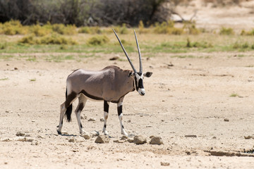 oryx gazelle, gemsbok, Oryx gazella, Parc national Kalahari, Afrique du Sud