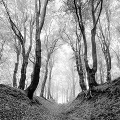 Sunken Lane through Foggy Natural Forest of Gnarled Beech Trees, black and white