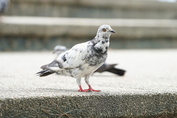 Dove bird close up zoom sharp high quality