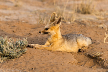 Renard du Cap, Vulpes chama, Parc national Kalahari, Afrique du Sud