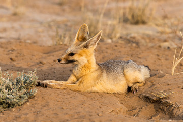 Renard du Cap, Vulpes chama, Parc national Kalahari, Afrique du Sud