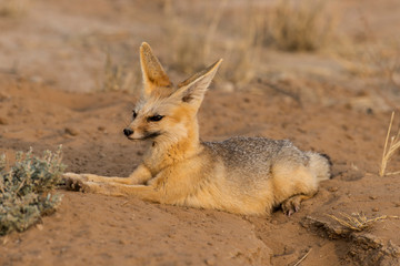 Renard du Cap, Vulpes chama, Parc national Kalahari, Afrique du Sud
