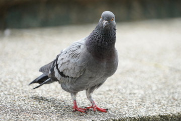 Dove bird close up zoom sharp high quality