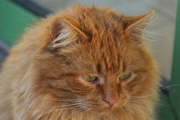 Portrait of a red cat.